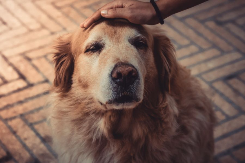 Canine photo credit