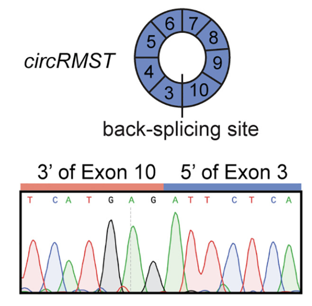 Circular RMST cooperates with lineage-driving transcription factors to govern neuroendocrine transdifferentiation Credit: Cancer Cell