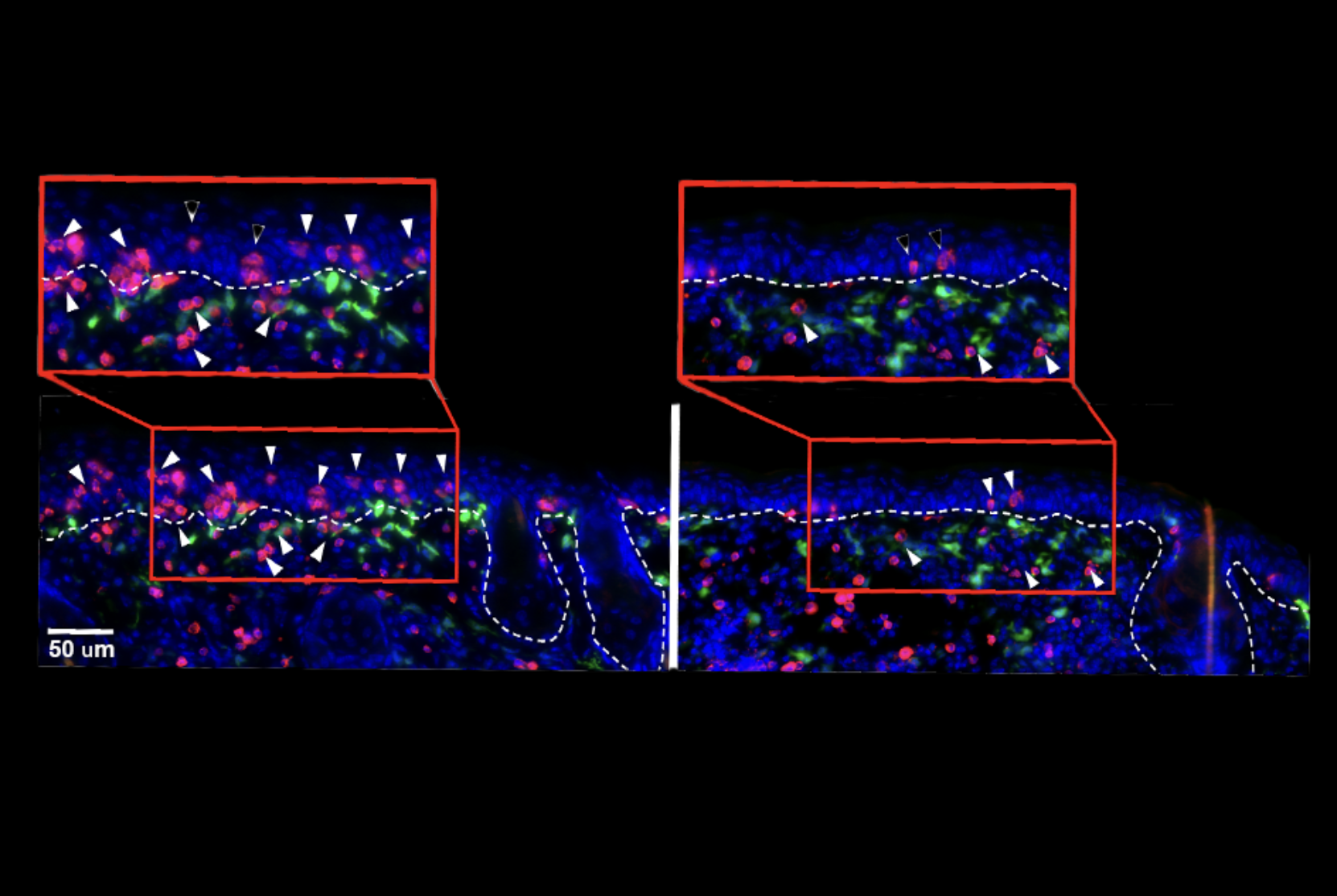 Credit: Anandasabapathy Lab