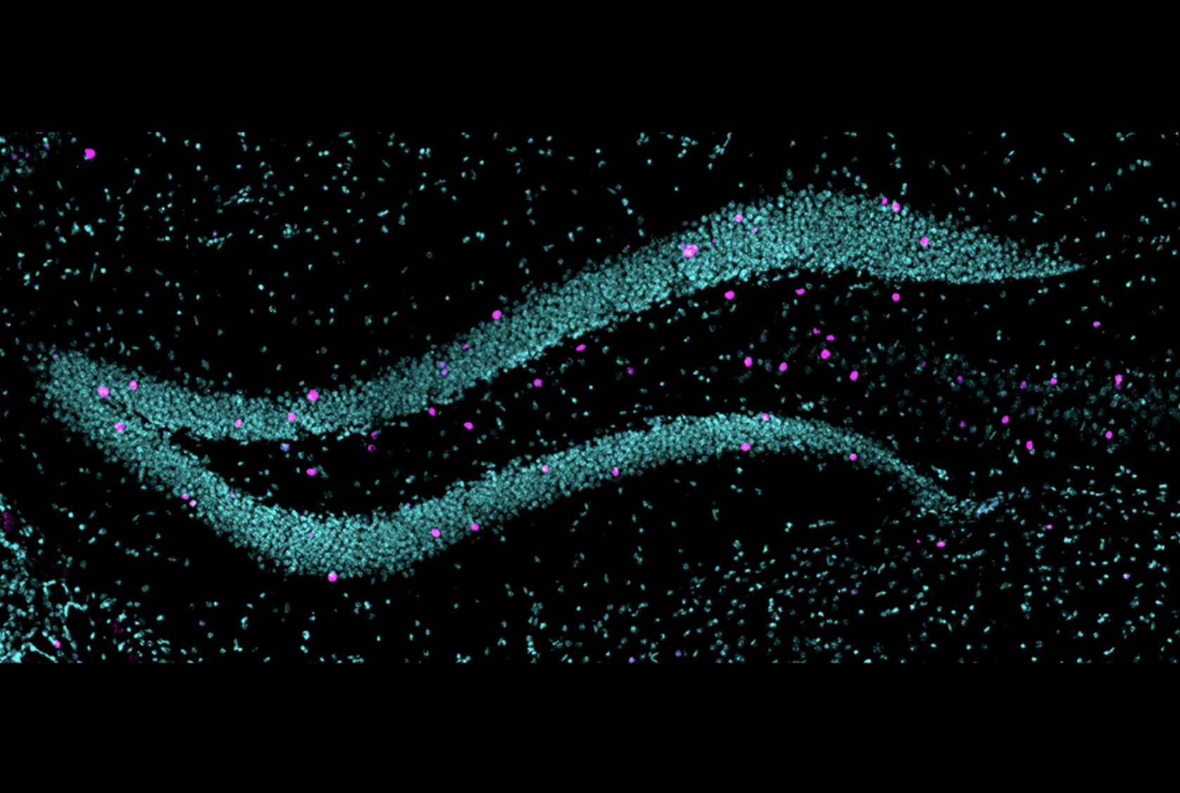 Credit: Nicole Politowska