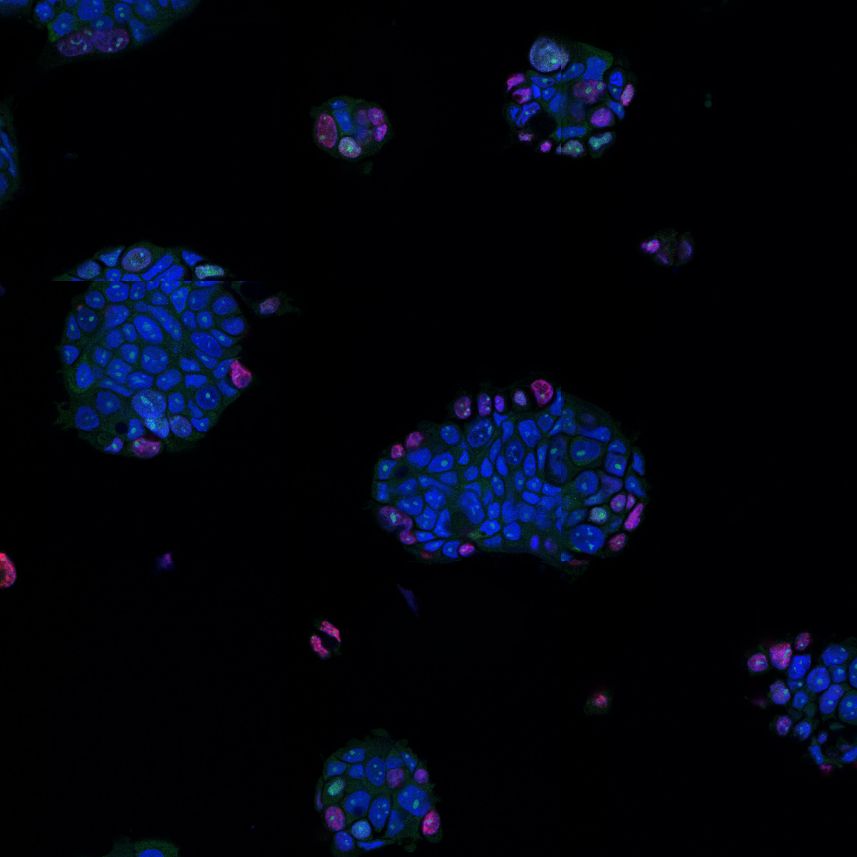 Credit: Dr. Helen Kuo