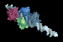 Transcription factors are proteins (red, green and dark blue subunits) that control when, where and the degree to which genes are expressed. They bind to specific sequences of DNA (gray and light blue helix) and control the transcription of DNA into mRNA, which is used to build proteins. Credit: Shutterstock