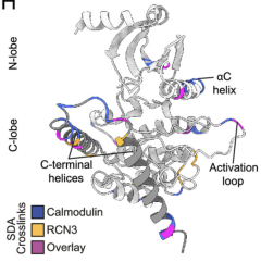 Image from the Proceedings of the National Academy of Science journal